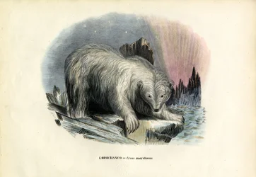 Oso polar, 1863-79